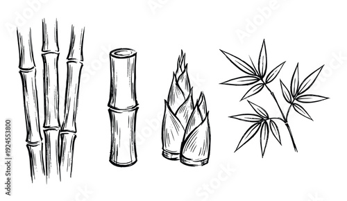 Bamboo illustration with stems, stalks, sprouts, and leaves vector in sketch style line art drawing