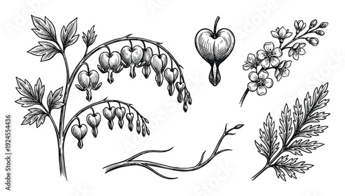 Bleeding heart flower drawing with foliage, leaf, floral branch, and stem in detailed vector illustration art