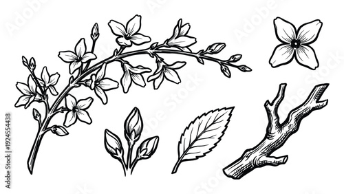 Botanical drawing of jasmine branch with flower, bud, leaf and stick detailed illustration art