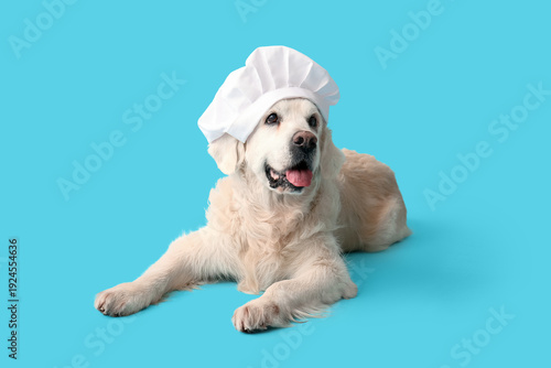 Cute Labrador dog in chef's...