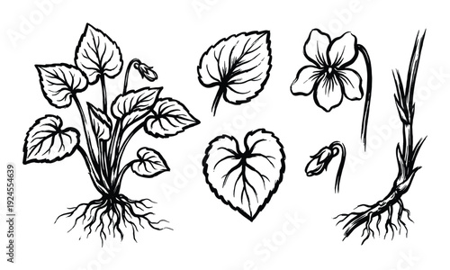 Botanical illustration of violet plant with leaves, flower and root isolated vector art. Hand drawn drawing.