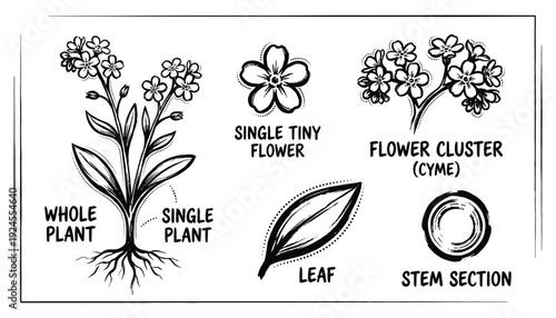 Botanical Illustration of Whole Plant, Flower Cluster, Stem Section, Single Tiny Flower and Leaf