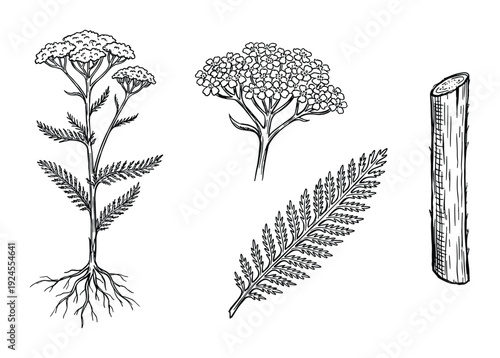 Botanical illustration of yarrow plant with flower clusters, leaf and stem drawing, plant anatomy drawing, yarrow plant parts