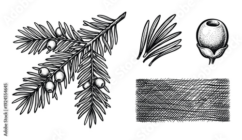 Botanical illustration of yew tree branch with berries, needles and texture, Detailed stippling, intricate line work.