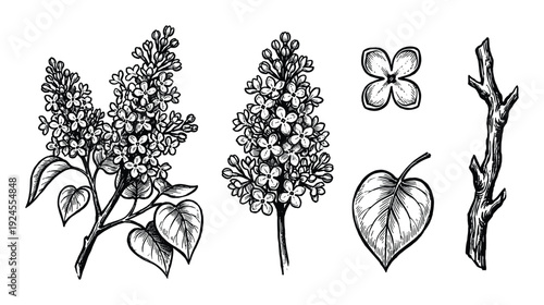 Botanical lilac illustration with flowers, leaves, and branch in black and white drawing style, sketch drawing line art