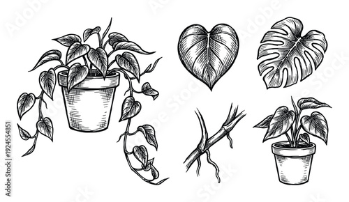 Botanical sketch illustration set with potted plants, leaves, and branches in vector format for nature and design projects.