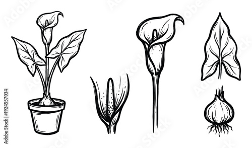 Calla Lily Plant Sketches, Parts, and Bulb Outlines in Black and White Vector Illustration