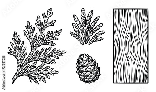 Cedar branch, leaves, cone, woodgrain engraving vector illustration design elements isolated on white background.