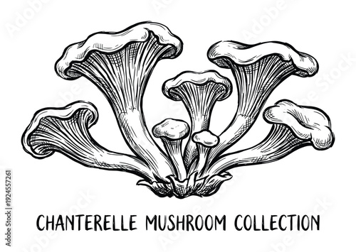 Chanterelle Mushroom Collection Sketch, Chanterelles Fungi, Edible Mushrooms, Botanical Illustration, Forest Harvest, Wild Mushrooms