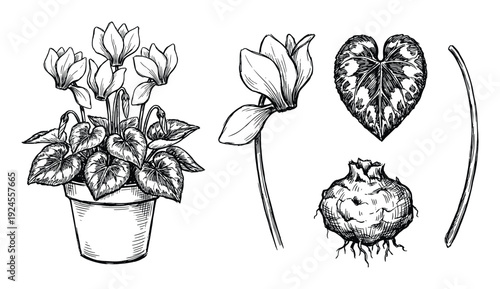Cyclamen Plant Illustration with Flower, Leaf, and Bulb Drawings, Detailed Botanical Style
