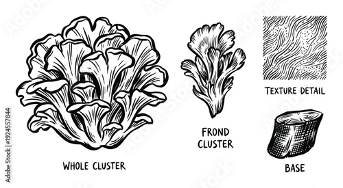 Detailed drawing of clustered frond mushrooms, including texture, base, whole cluster, and frond cluster