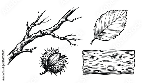 Detailed illustration of branch, leaf, chestnut, and piece of wood drawing isolated on white