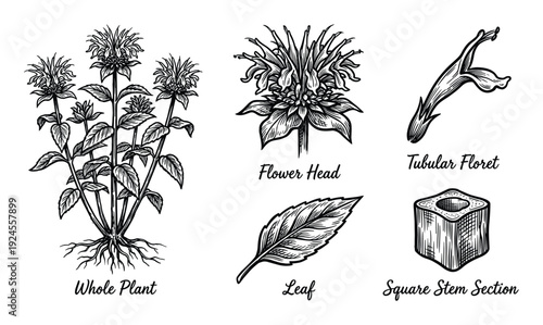 Detailed Monarda plant illustration with flower head, tubular floret, leaf, stem section