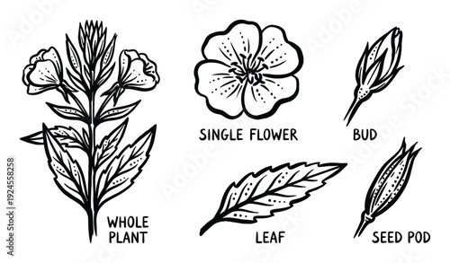Evening Primrose Plant Vector Illustration: Whole Plant, Flower, Bud, Leaf, Seed Pod. Black and white Line art