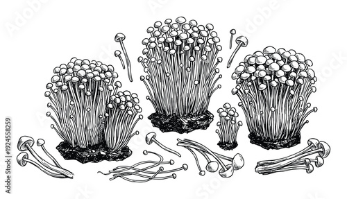 Enoki mushrooms vector illustration, edible fungus with long thin stems and small caps, vintage drawing