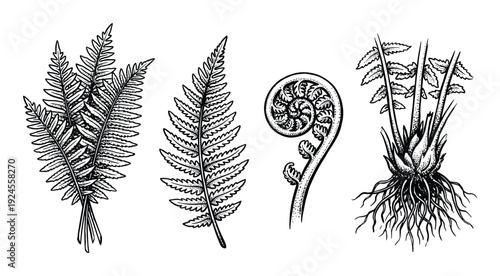 Fern plant botanical illustrations, set of fern fronds and fiddlehead ferns, vintage style engraved drawings.
