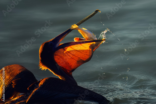 Pelican caught a fish