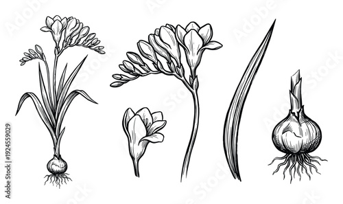 Freesia Flower Botanical Illustration with Bulb and Leaf, Detailed Floral Engraving