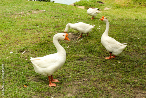 Tableau sur toile Domestic white goose, aquatic bird of the Anatidae family, in São Luís, MA, Brazil
