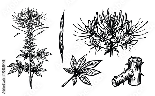 Hand drawn Cleome flower, leaf, seedpod and thorny branch vector illustration on white background, detailed botany drawing