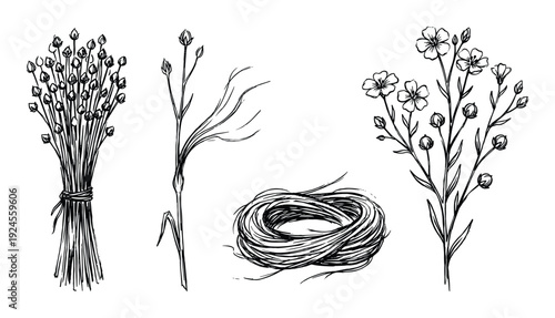 Hand drawn linen plant illustration with flowers and fiber nest isolated on white background vector graphic