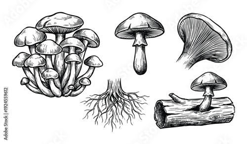 Hand drawn mushroom illustration set with roots and logs, sketch style