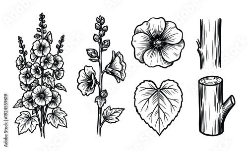 Hand-drawn botanical illustration featuring hollyhock flowers, leaf, and tree stump on a white backdrop