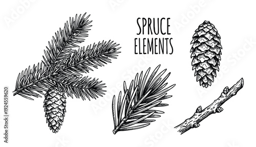 Hand drawn spruce elements illustration. Botanical vector of spruce branches, cone and twig. Isolated on white background.