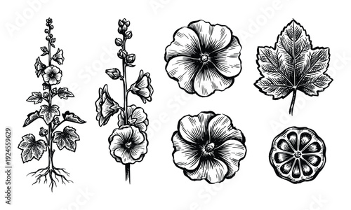 Hand-drawn botanical illustration of hollyhock flowers, leaves, and plant with roots in detailed black and white sketch style