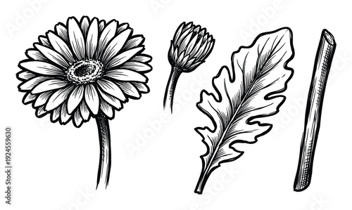Hand-drawn botanical illustration with flower, bud, leaf, stem. Black ink drawing of gerbera plant parts