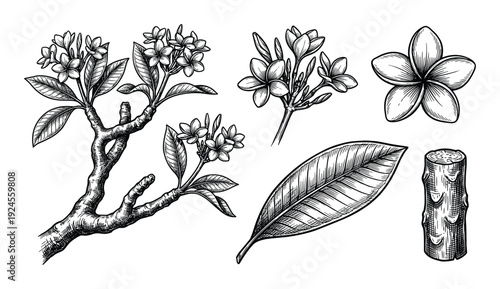 Hand-drawn plumeria flower with branch, leaf and trunk elements botanical illustration, nature engraving style drawing