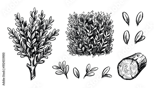Hand-drawn shrub sketch with leaves, branches, and log illustration in black and white style. Forest drawing