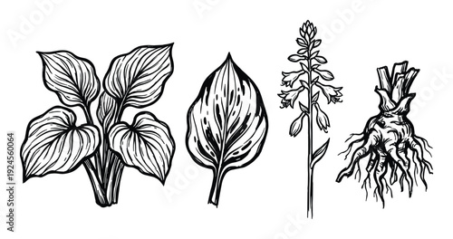Hosta Plant Anatomy Vector Illustration, leaves, flowers, and root system in detailed line art style, isolated on white