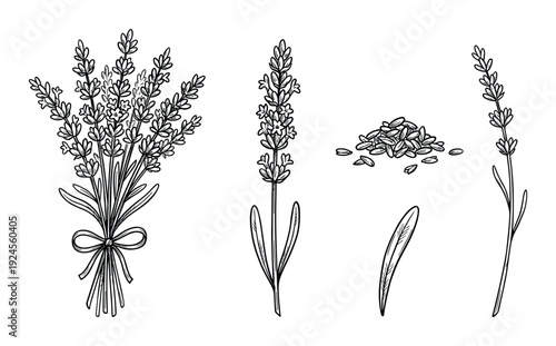 Lavender bouquet, single stems and pile of seeds line art botanical illustration vector, isolated on white background