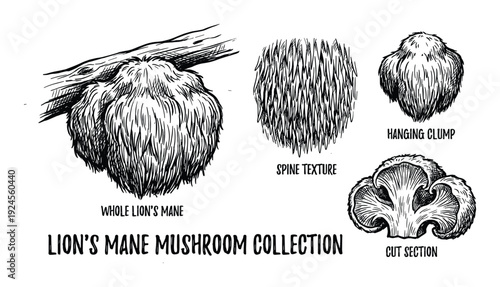 Lion's Mane Mushroom Collection Vector Illustration, Mushroom parts, hanging clump, spine texture, and cut section