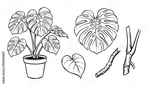 Monstera plant drawing, illustration of tropical leaves and stems in outline art