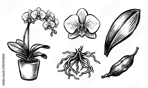 Orchid plant botanical illustration, orchid flower, leaf, root and bud. Hand drawn elements isolated on white background
