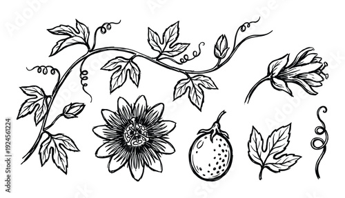 Passion flower sketch set with flower, leaves, vine, and fruit vector botanical illustration isolated on white