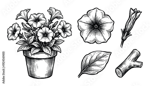 Petunia plant in pot, detailed flower bud, leaf and twig illustration, botanical engraving style drawing.