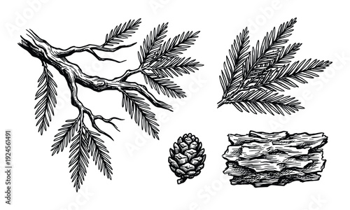 Pine branch drawing with needles, cone, and bark, botanical illustration of conifer elements, hand-drawn style