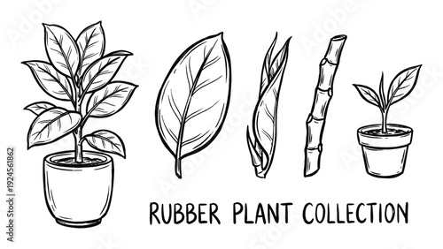Rubber Plant Collection Vector Illustration, Potted Plant, Leaf, Stem, Rubber Tree, Ficus Elastica Line Art