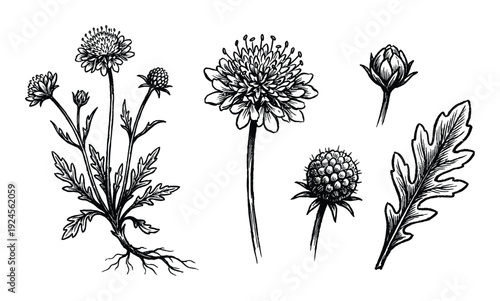 Scabiosa Plant Botanical Illustration: Detailed Ink Drawing of Flowers, Buds, and Leaves