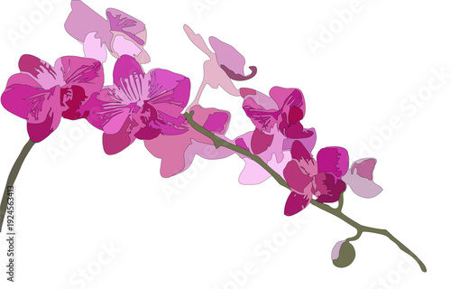 Beautiful purple orchid flowers blooming on a branch isolated on white