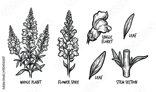 Snapdragon plant detailed vector illustration showing whole plant, flower spike, single floret, leaf and stem section
