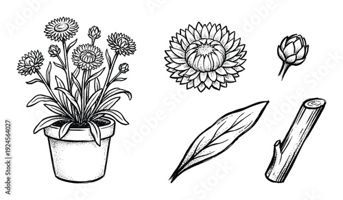 Strawflower plant in pot, artichoke, leaf and twig illustration, hand drawn botanical vintage style