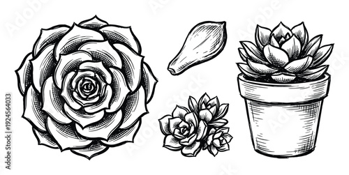 Succulent plant drawings in a pot, rosette, leaf, and group. Botanical illustration. Ink sketch of succulents.
