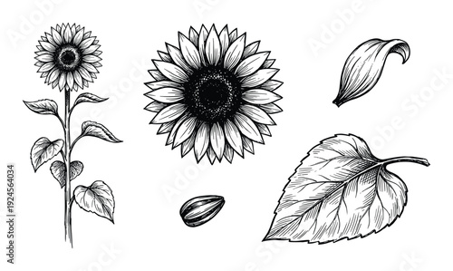 Sunflower botanical illustrations, including flower, stem, leaf and seed detailed drawing isolated on white background.