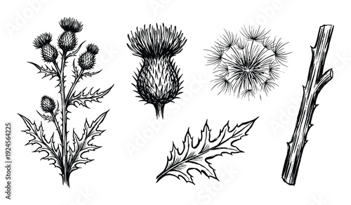 Thistle botanical sketch with flower heads, leaves, seeds, and branch in detailed vector illustration