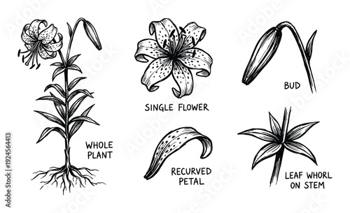 Tiger lily plant parts vector illustration: whole plant, single flower, bud, recurved petal, and leaf whorl on stem