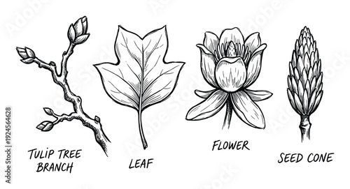 Tulip Tree Branch, Leaf, Flower, and Seed Cone Botanical Illustration